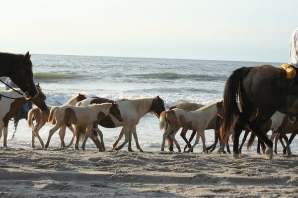 Ponies on the beach!