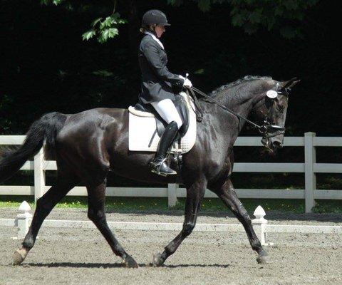 Leading Edge Dressage