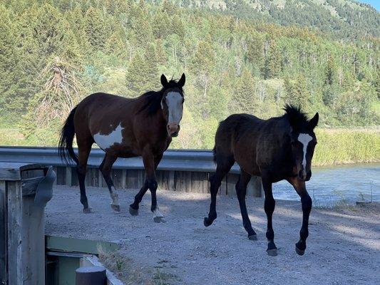 Spotted Horse Ranch