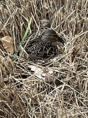 Here's a female duck laying on her eggs the staff found behind the gym in one of the bushes!