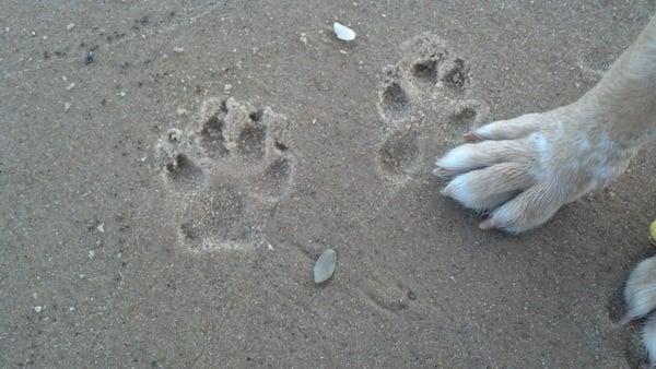 Dog friendly beach