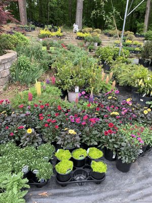 Great selection of annuals & perennials