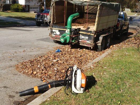 Removemos hojas we remove leaves