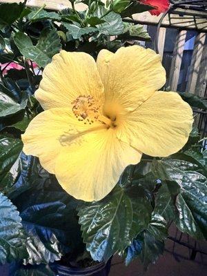 Hibiscus