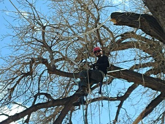 Dubois Tree Service