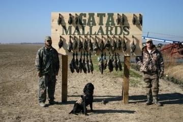 Gata Mallards