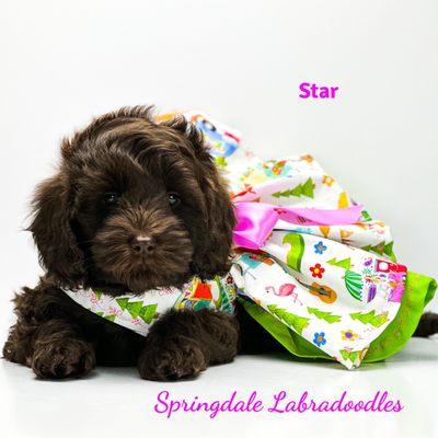 Springdale Labradoodles Australian Labradoodle Puppy