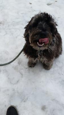 Sinclair enjoying his walk in the snow.