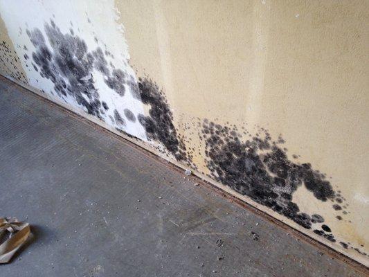 Got mold in your home or business? Don't worry! SERVPRO is here to help!