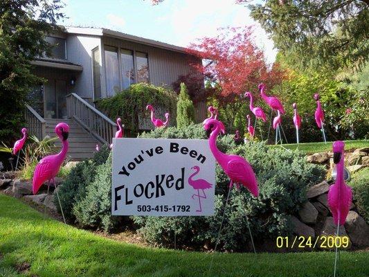 Flocking!