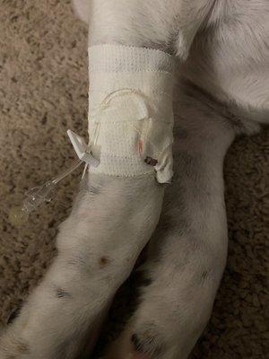 This is his IV catheter from when Beanie was treated at Banfield pet hospital for pancreatitis.