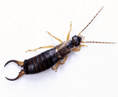 Earwig Control