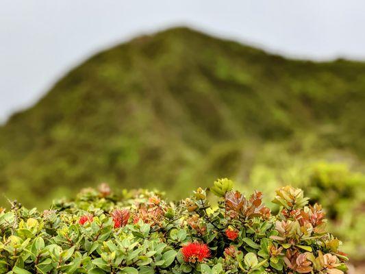 Kulepeamoa Ridge Hike