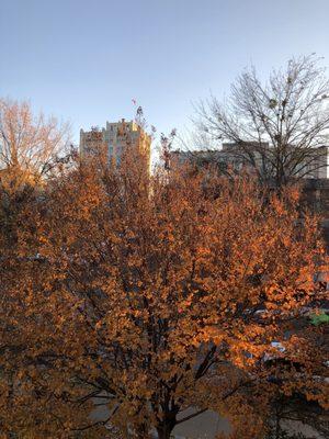 View from Johnson Obear Dorms in fall