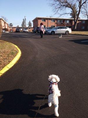 THIS IS MY 9 MONTH OLD BICHON "HYCHEI"