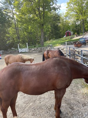 Beautiful horses