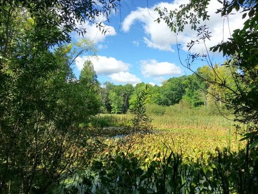 Summer photo of one of the ponds