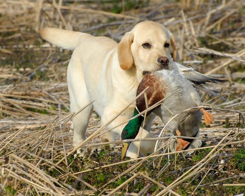 Palmetto Gun Dogs