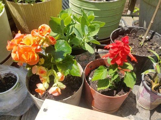 Begonia (left), Salvia (right)