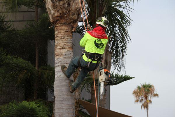 Palm's trunk protected. No holes in trunk