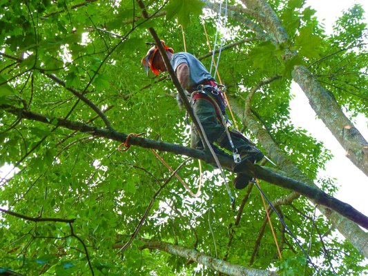 Joe Marra Tree Service