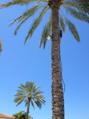 Palm trees around pool