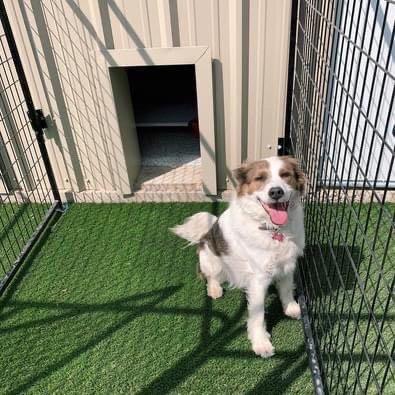 All of our kennels have doggy doors to an individual outside turf area.