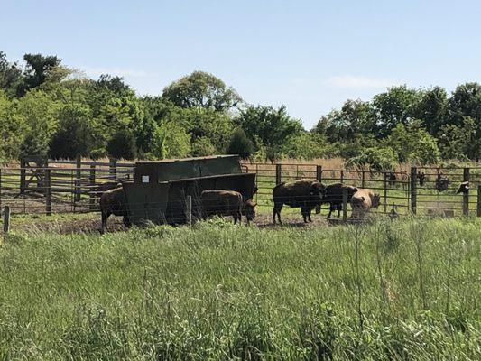 Benton Bottoms Bison