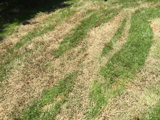 This is the "professional" job of mowing my lawn this company did