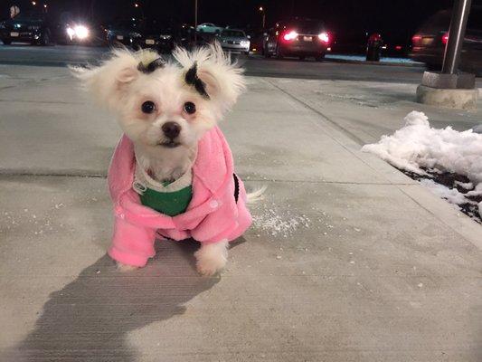 Barbie on her way home after grooming!