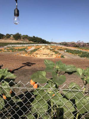 Most recent even at Bright Kids Montessori #pumpkinpatch