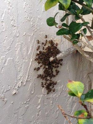 A bee colony in a block wall will be trapped out for relocation.