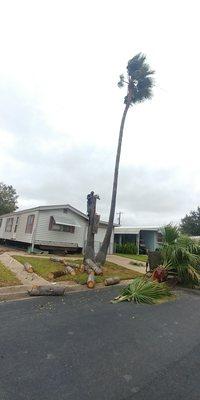 Palm tree removal MAGIC TOUCH LAWN,PALMS AND TREES SERVICE.