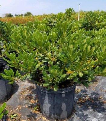 Pittosporum Green