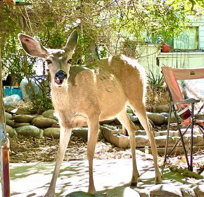 This was my welcoming committee as I checked into my Air B&B for the Kern River Rockin Blues Festival