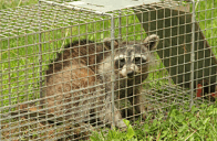 Critter Control Homes or Businesses