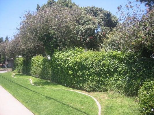 high hedges along Prospect Ave.