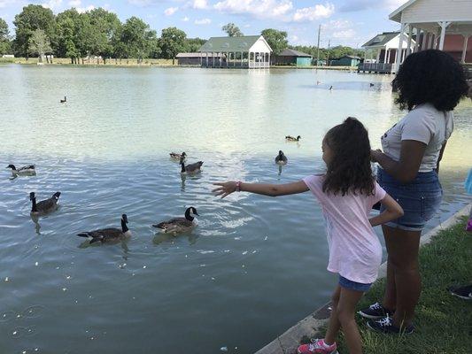 Love feeding the geese!