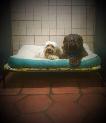 Two beauties enjoying their sleep space at bedtime.