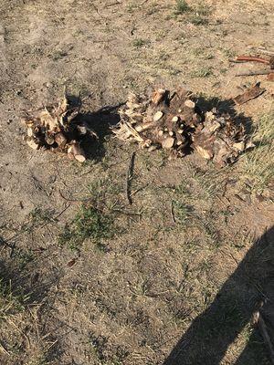 Three juniper bush stumps removed by hand