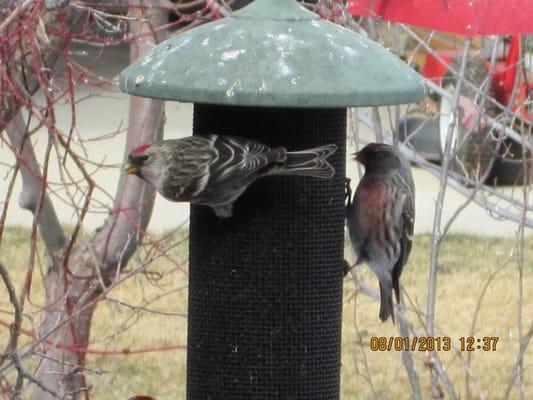 common redpolls