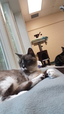 One of the cats enjoying their bed and view of the forest surrounding the shelter :)