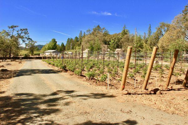 Beautiful vineyards at one of our Napa rentals