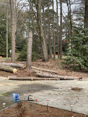 Larger logs from a pine to be stacked and removed