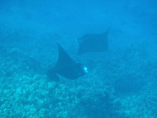 Manta Ray cleaning station