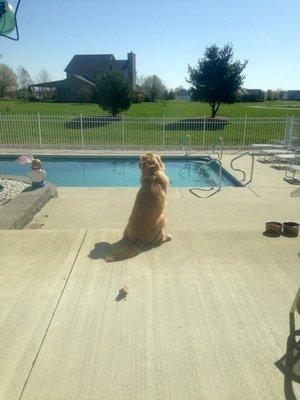 Golden Retriever waiting on pool season!