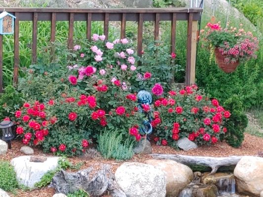 Using the old railing to enhance the rose garden