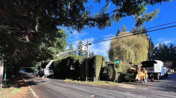 Hedge trimming with a bucket truck