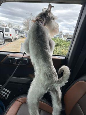 Mini schnauzer