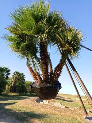 Mediterranean palm